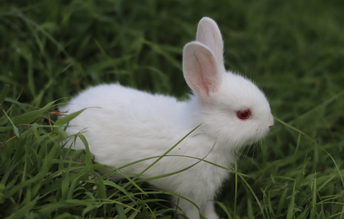 Why Do Rabbits Have Red Eyes? (Insights on Eye Color)